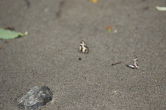 Caleta elna
