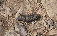 Xylophanes falco