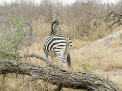 Equus quagga chapmani