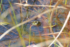 Lithobates septentrionalis