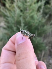 Pardalophora apiculata