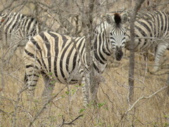 Equus quagga chapmani