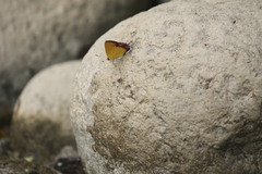 Heliophorus epicles