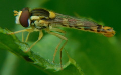 Sphaerophoria scripta