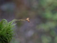 Dicranum pallidisetum