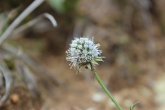 Eryngium heterophyllum
