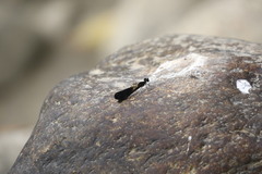 Aristocypha fenestrella