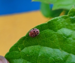 Henosepilachna vigintioctopunctata