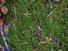 Dicranum pallidisetum