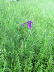 Iris ensata