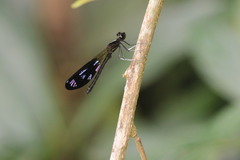 Aristocypha fenestrella