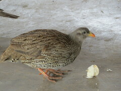 Pternistis natalensis