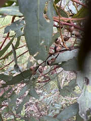 Eucalyptus largiflorens