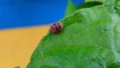 Henosepilachna vigintioctopunctata