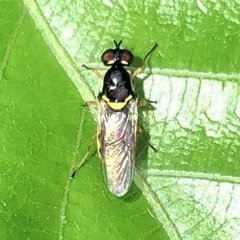 Acanthasargus flavipes
