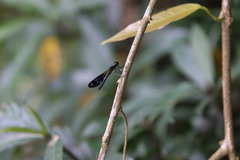 Aristocypha fenestrella