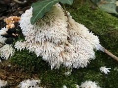 Radulomyces