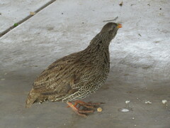 Pternistis natalensis