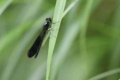Aristocypha fenestrella