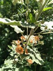 Sphaeralcea bonariensis