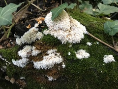 Radulomyces