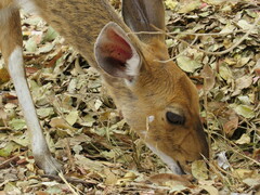 Tragelaphus sylvaticus sylvaticus
