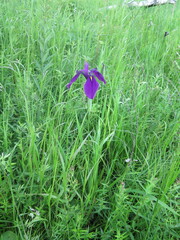 Iris ensata
