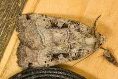 Xestia normanianus