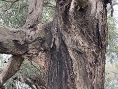Eucalyptus largiflorens