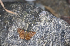 Pseudocoladenia dan
