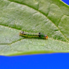 Spodoptera eridania