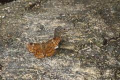 Pseudocoladenia dan