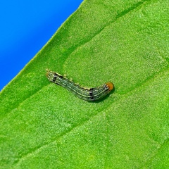 Spodoptera eridania