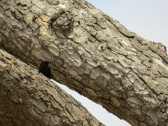 Thamnolaea cinnamomeiventris