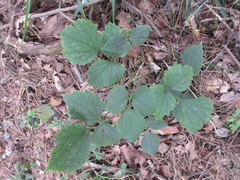 Clematis heracleifolia