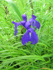 Iris laevigata