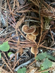 Gymnopus brassicolens