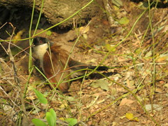 Centropus superciliosus burchellii