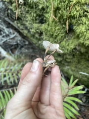 Gymnopus brassicolens