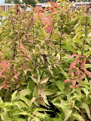 Salix eriocephala