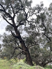 Eucalyptus largiflorens