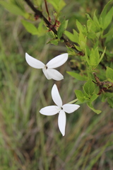 Bouvardia longiflora