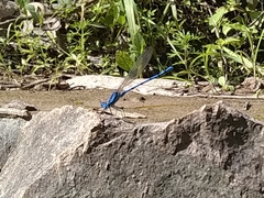 Argia funebris