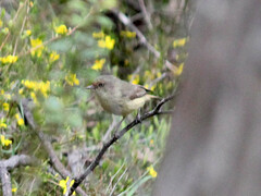 Acanthiza reguloides