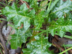 Solanum prinophyllum