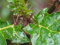 Solanum prinophyllum