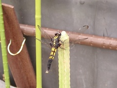 Orthetrum melania melania