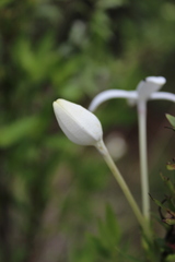 Bouvardia longiflora
