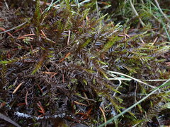 Fontinalis antipyretica