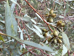 Eucalyptus largiflorens